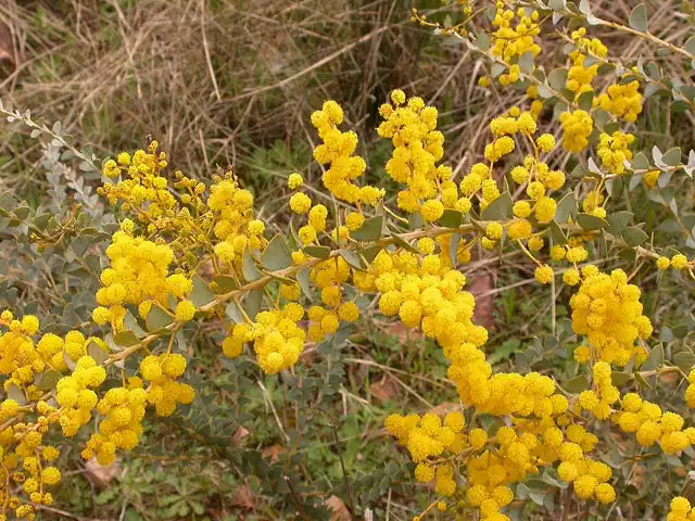 Ovens Wattle
