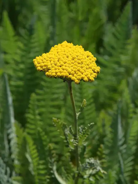 Fernleaf Yarrow Â· Coronation Gold