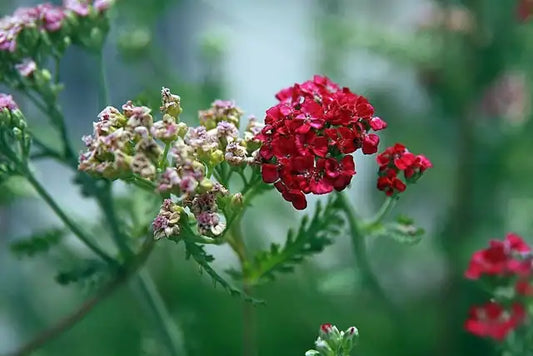 Common Yarrow - Pastel Red Â· Paprika