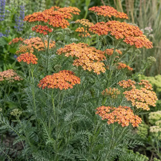 Common Yarrow - Orange / Rust Tones Â· Terra Cotta â€” AI reference illustration; actual stock varies