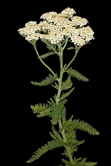Common Yarrow - White