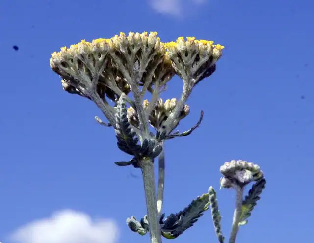 Golden Yarrow Â· Moonshine