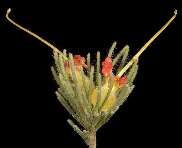 Woolybush