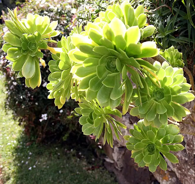 Aeonium - Green Rosette - tall stalking
