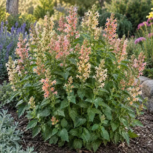 Dwarf Hummingbird Mint - Ambrosia Â· Kudos Ambrosia â€” AI reference illustration; actual stock varies