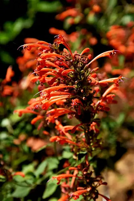 Dwarf Hummingbird Mint - Mandarin Orange Â· Kudos Mandarin