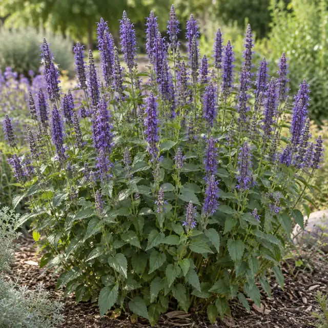 Hummingbird Mint - Purple Â· Purple Haze â€” AI reference illustration; actual stock varies