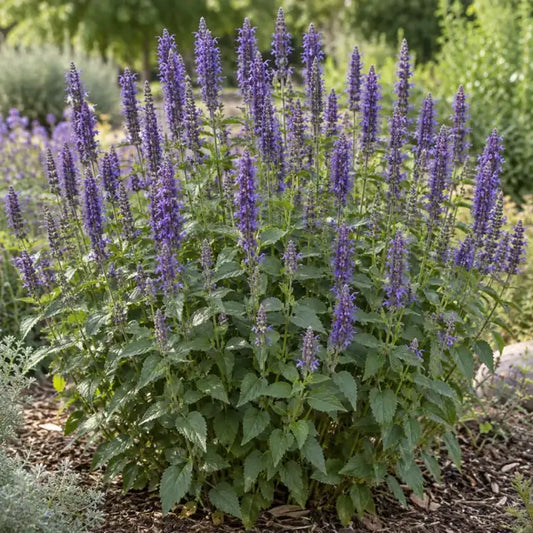 Hummingbird Mint - Purple Â· Purple Haze â€” AI reference illustration; actual stock varies