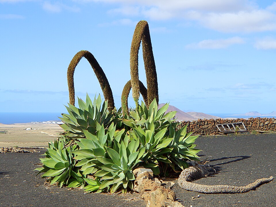 Fox Tail Agave