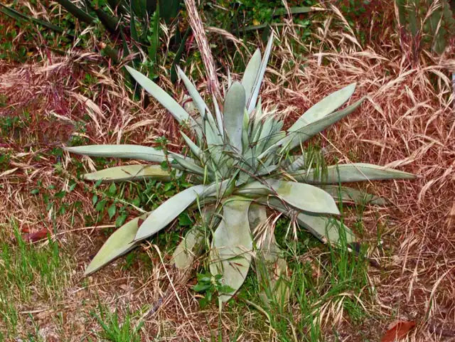 Agave guiengola