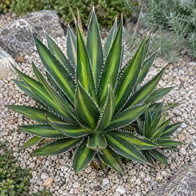 Agave Â· Splendida â€” AI reference illustration; actual stock varies