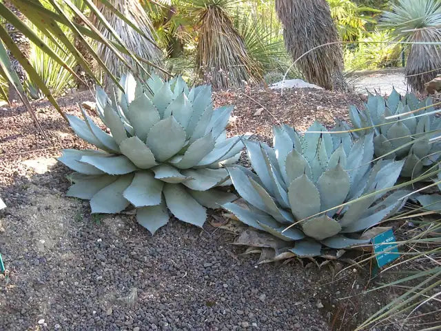 Artichoke Agave