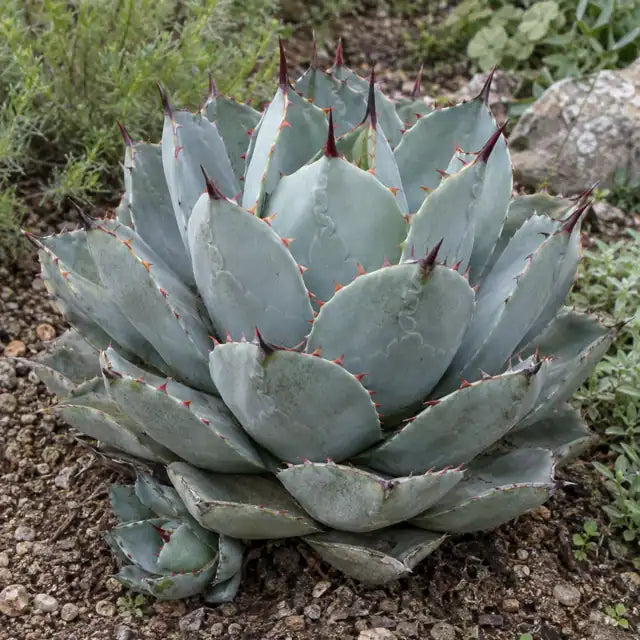 Dragon Toe Agave Â· Dragon Toes â€” AI reference illustration; actual stock varies