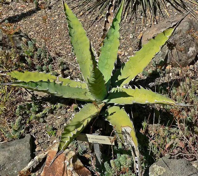 Saw Leaf Agave