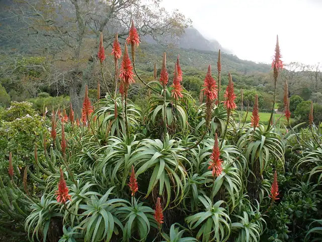 Tree Aloe