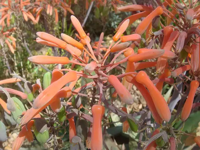 Golden Tooth Aloe