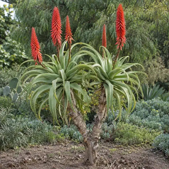 Sunbird Aloe Hybrid Â· Erik the Red â€” AI reference illustration; actual stock varies