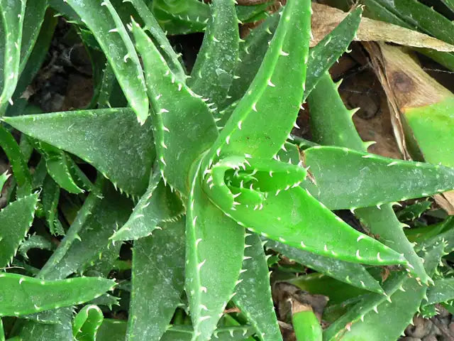 Aloe nobilis