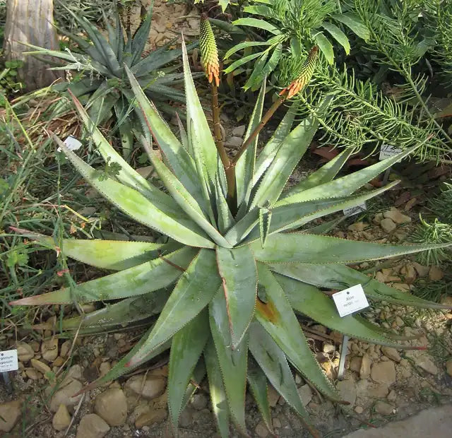 Reitz's Aloe