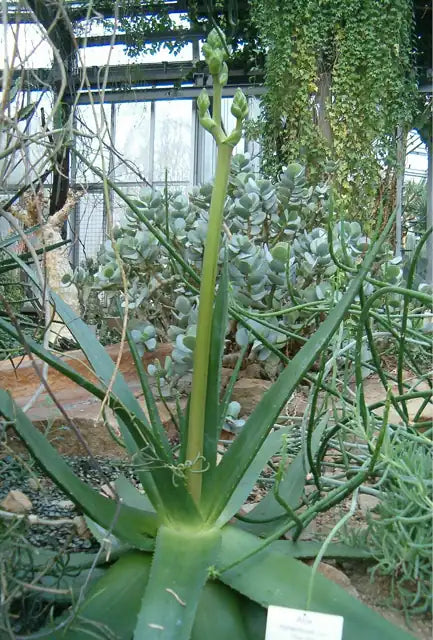 Hairy Green Aloe