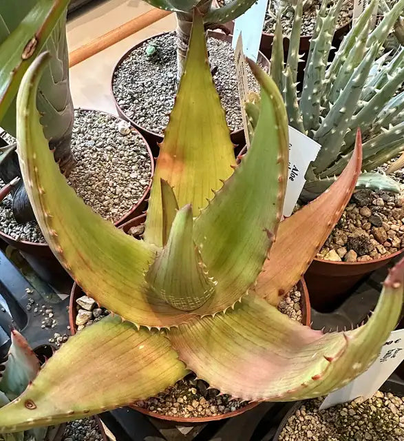 Aloe ukambensis
