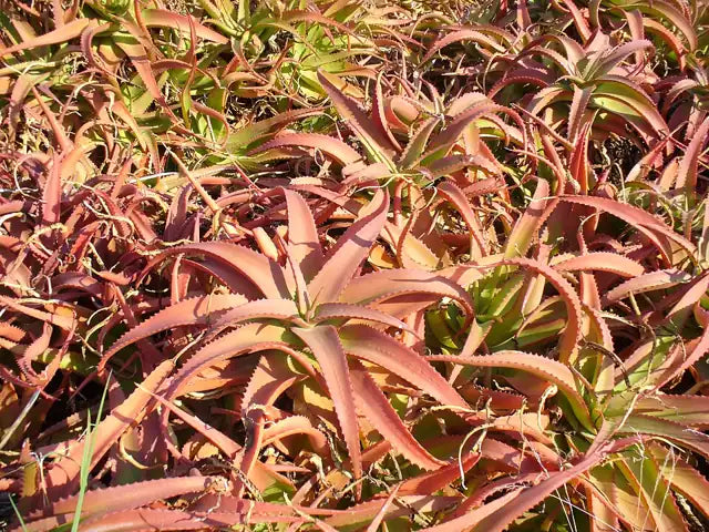 Van Balen's Aloe
