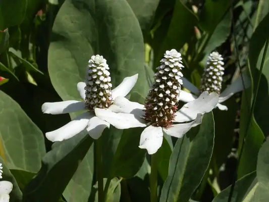 Yerba Mansa