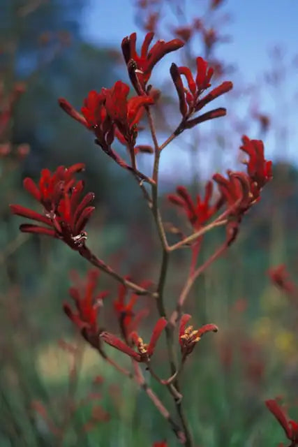 Tall Kangaroo Paw