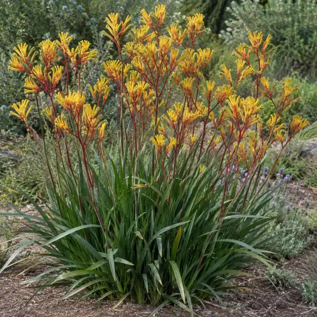 Yellow & Red Kangaroo Paw Â· Harmony â€” AI reference illustration; actual stock varies