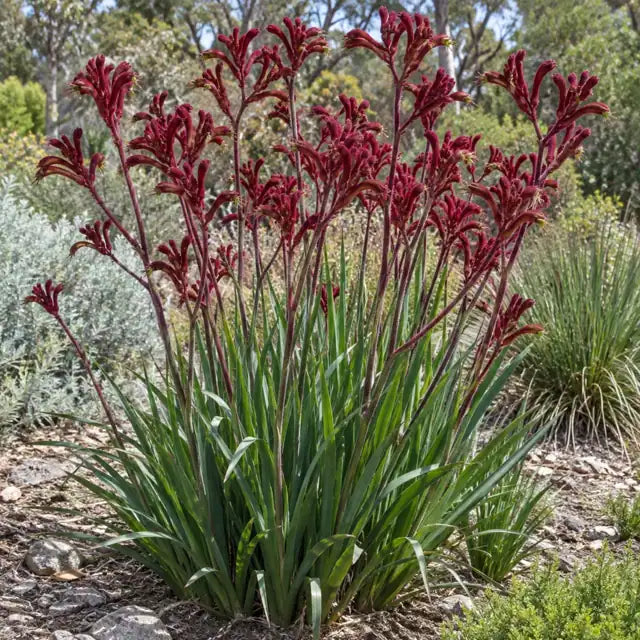 Kangaroo Paw - Tall Red Â· Red Cross â€” AI reference illustration; actual stock varies