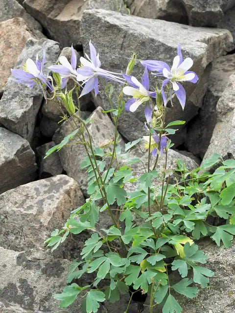 Rocky Mountain Columbine