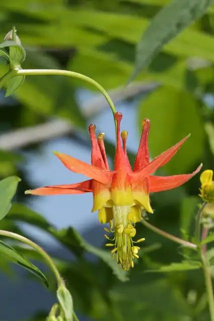 Scarlet Columbine