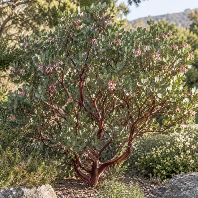 Manzanita Selection Â· Louis Edmunds â€” AI reference illustration; actual stock varies
