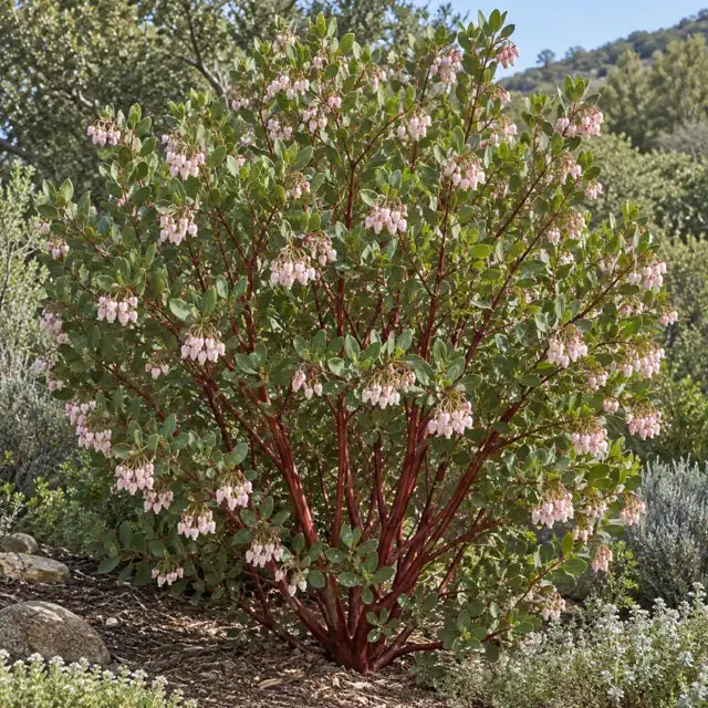 Manzanita Selection Â· Sentinel â€” AI reference illustration; actual stock varies