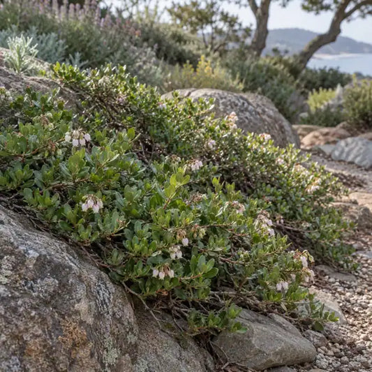 Little Sur Manzanita Selection Â· Carmel Sur â€” AI reference illustration; actual stock varies