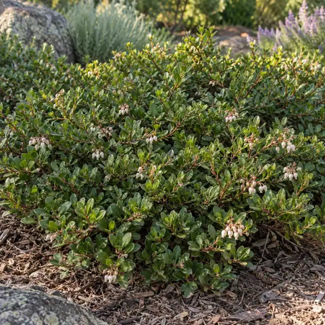 Manzanita Selection Â· Emerald Carpet â€” AI reference illustration; actual stock varies