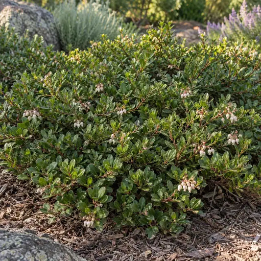 Manzanita Selection Â· Emerald Carpet â€” AI reference illustration; actual stock varies