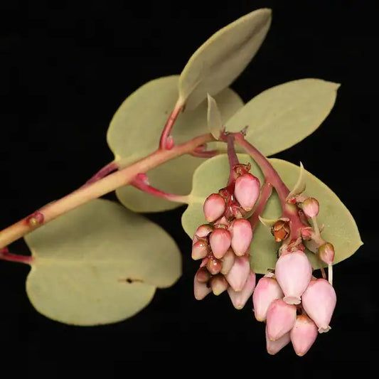 Bigberry Manzanita