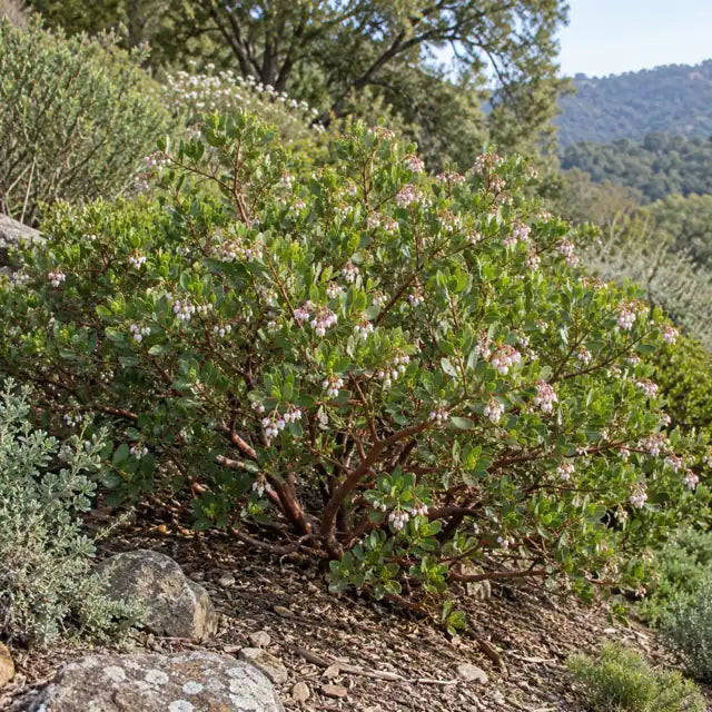 Manzanita Selection Â· Wayside â€” AI reference illustration; actual stock varies