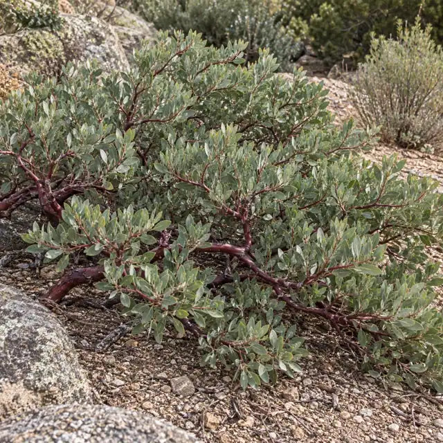 Manzanita Selection Â· Pacific Mist â€” AI reference illustration; actual stock varies