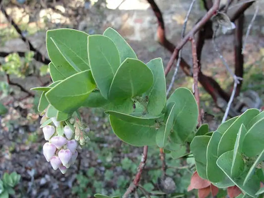 Refugio Manzanita