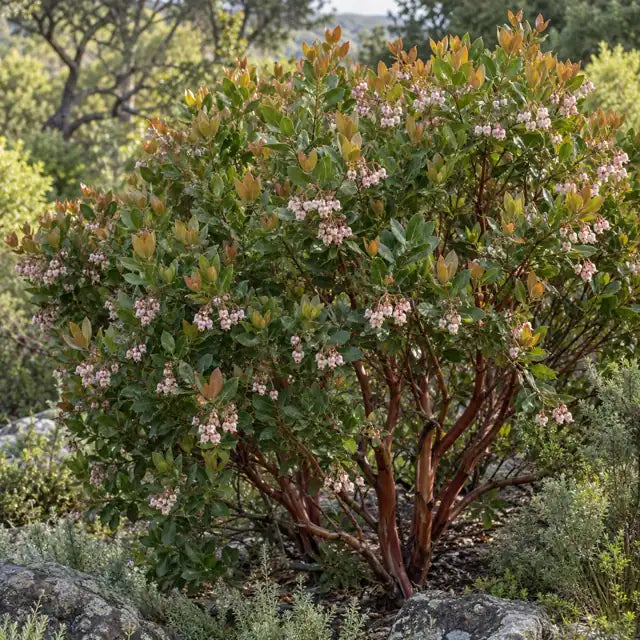 Manzanita Selection Â· Sunset â€” AI reference illustration; actual stock varies