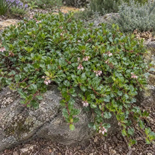 Bearberry Selection Â· Point Reyes â€” AI reference illustration; actual stock varies