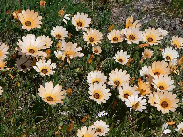 African Daisy - Cream