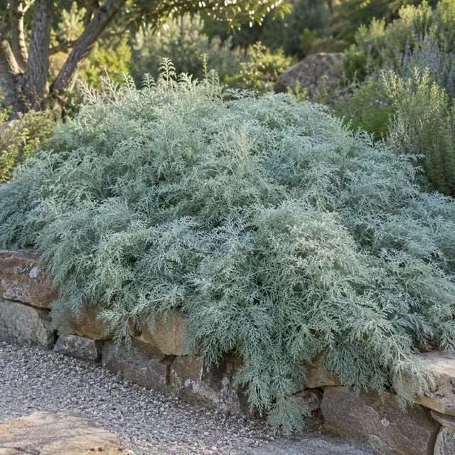 California Sagebrush Selection Â· Canyon Gray â€” AI reference illustration; actual stock varies