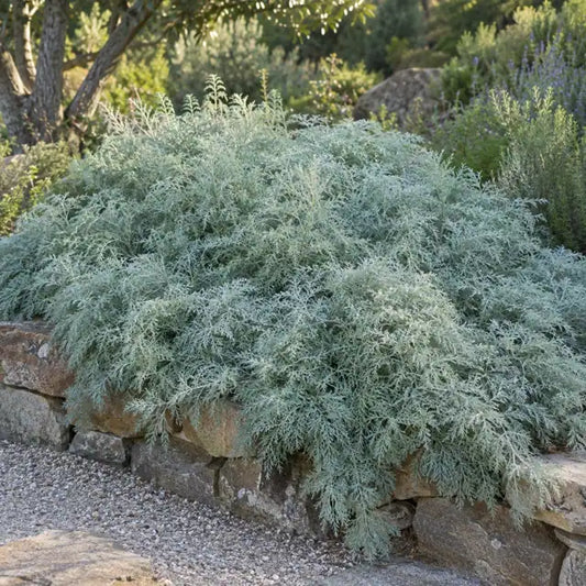 California Sagebrush Selection Â· Canyon Gray â€” AI reference illustration; actual stock varies