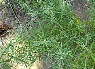 Palmer Sagebrush