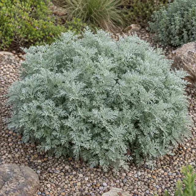 Sandhill Sage Selection Â· David â€” AI reference illustration; actual stock varies