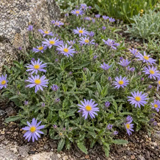 California Aster Â· Pt. St. George â€” AI reference illustration; actual stock varies