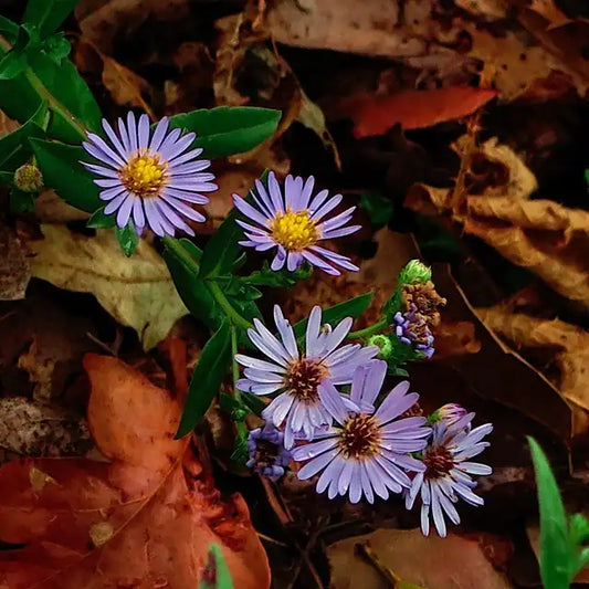 California Aster